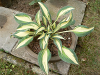 /album/fotogalerie-nabidka/hosta-little-treasure-jpg/